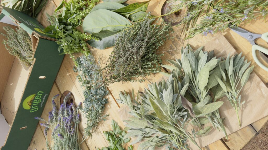 Mesa Plantas Origen