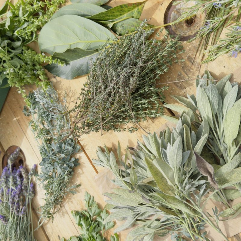 Mesa Plantas Origen